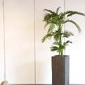 areca golden cane square 90